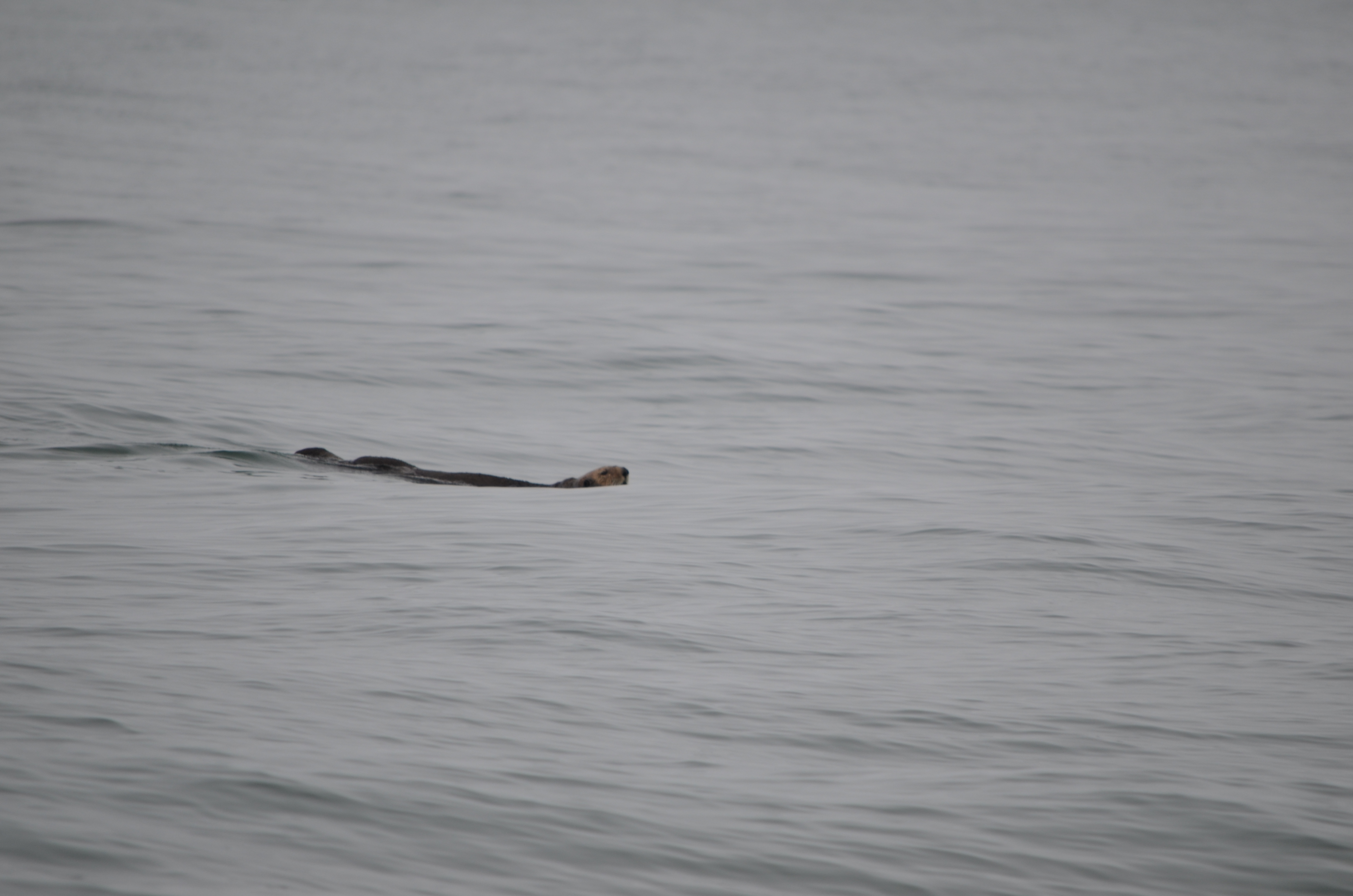 photos/wildlife/Mammal_Species/Sea Otter/DSC_0331.JPG